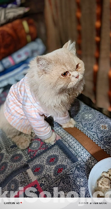 Persian cat